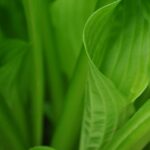 Biosecurity protection levy scrapping welcome news across plant industries